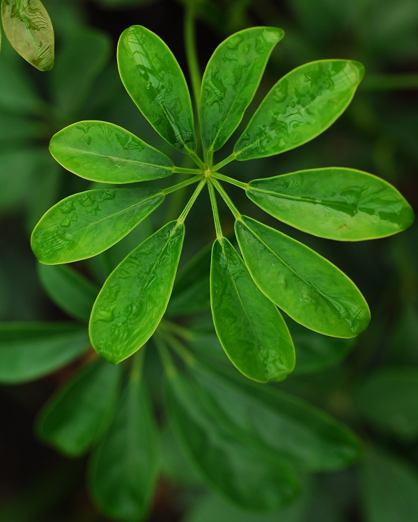 植物 摄影 kandaoer