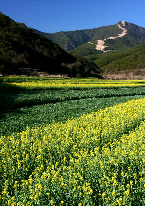 金色之春 摄影 石峰