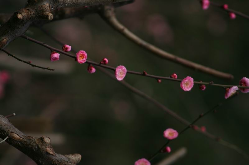 红梅点点 摄影 开诚相见