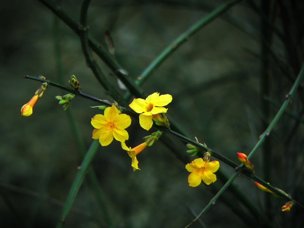 迎春花 摄影 花猫