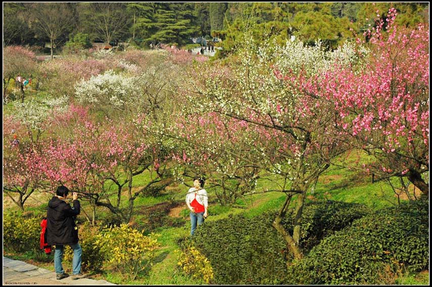 南京风光系列——梅花山 摄影 lingsu