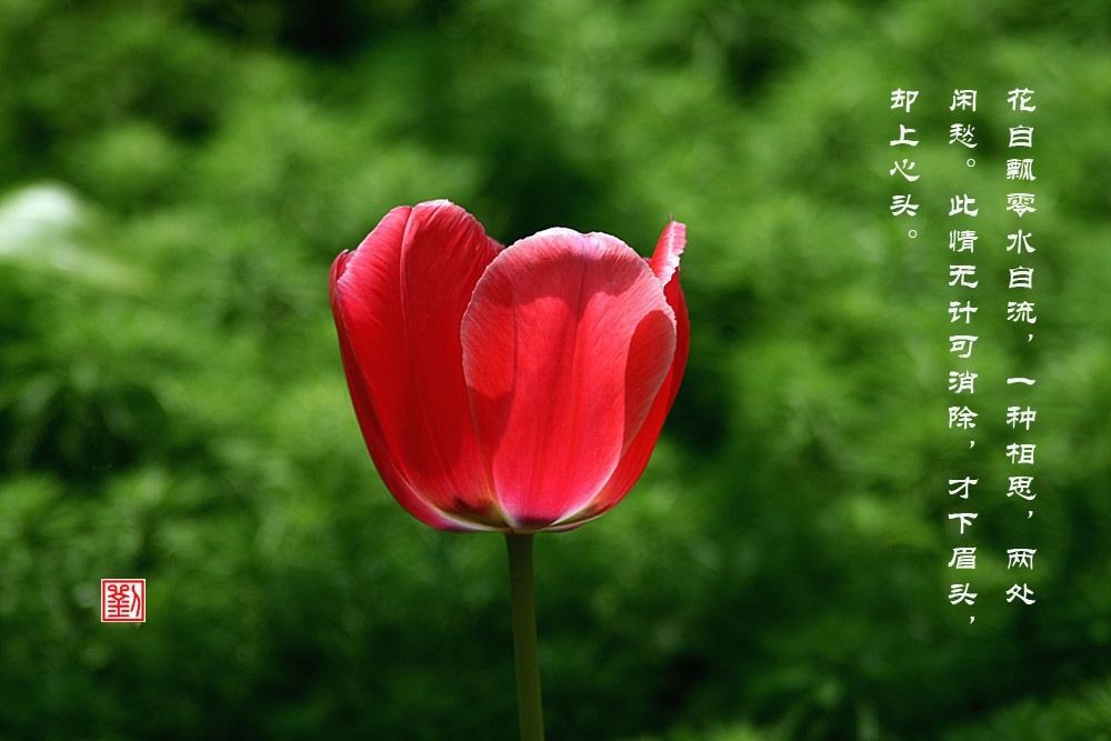 红颜 摄影 归原居士