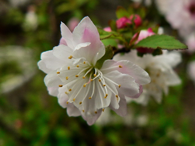 腊梅 摄影 含川