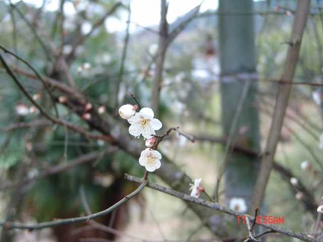 梅 摄影 芽芽