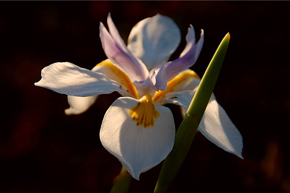 flower-632 摄影 fengsheng