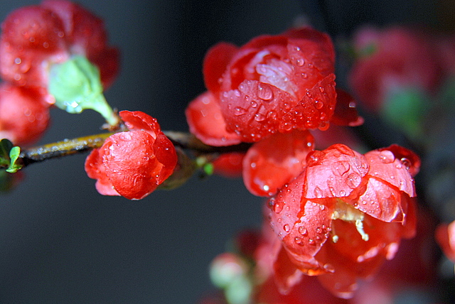 海棠竞艳胜桃花 摄影 gdsgliguang