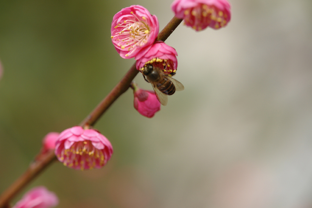 梅花 摄影 小Q