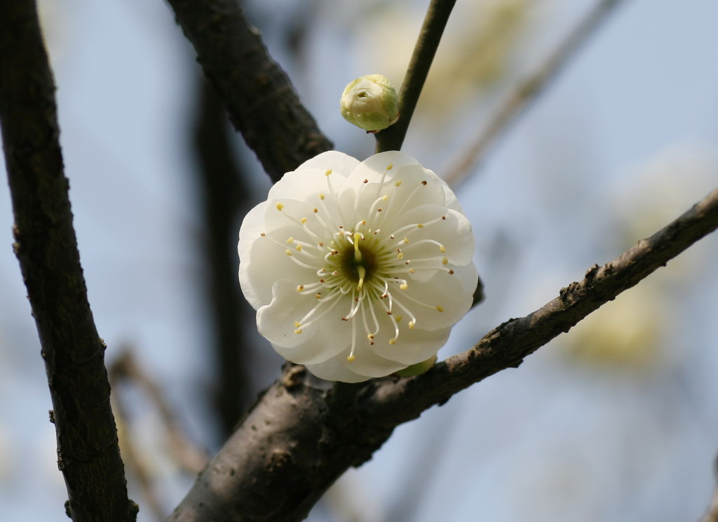 梅花 摄影 叶青春