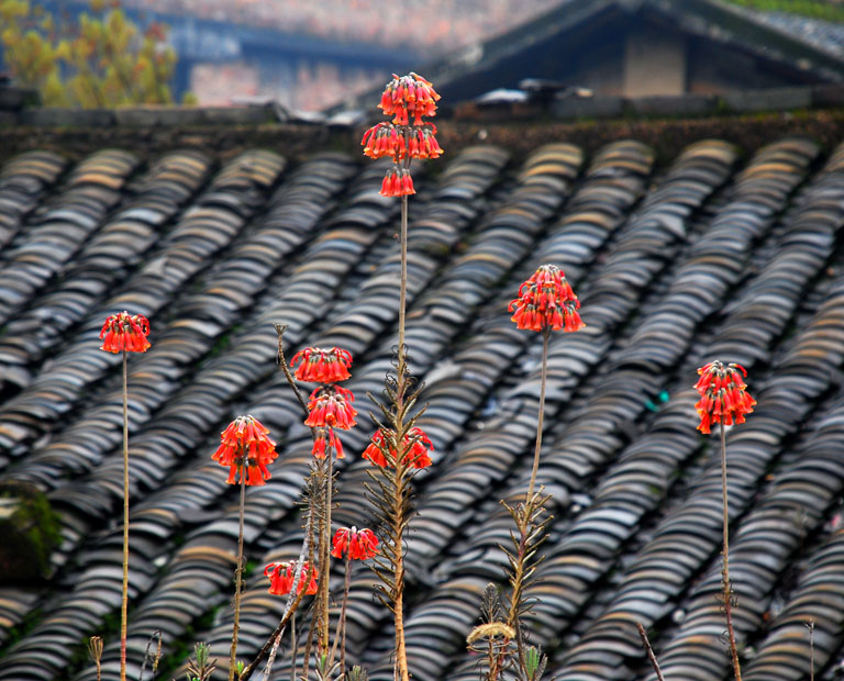 迎春花 摄影 综艺之光