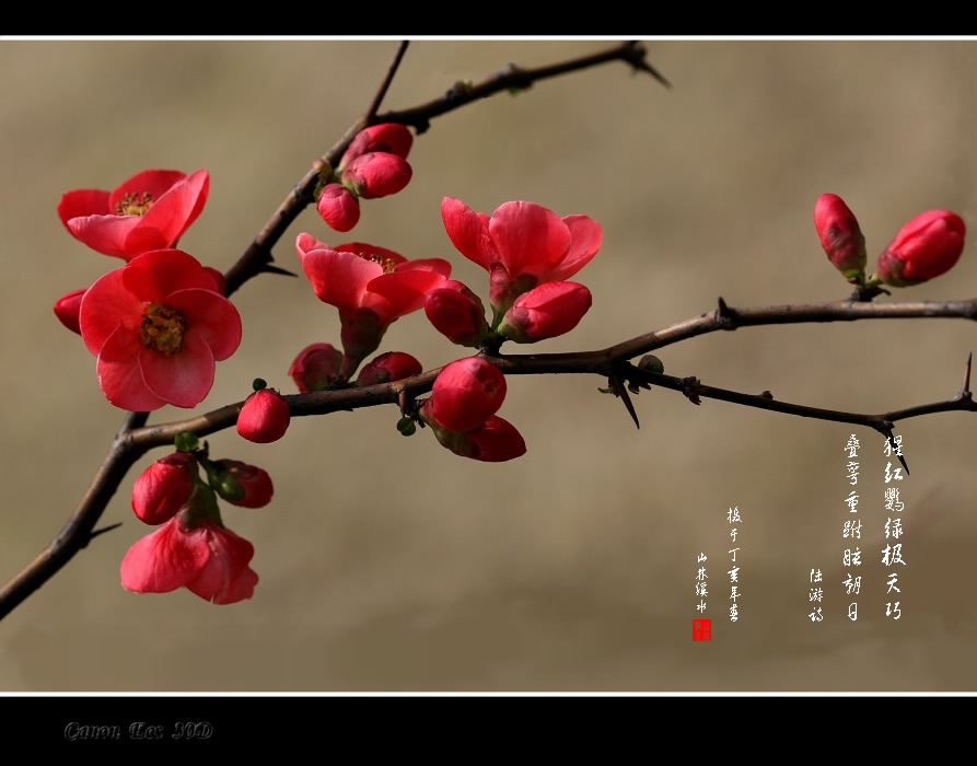 花开似锦 摄影 山林溪水