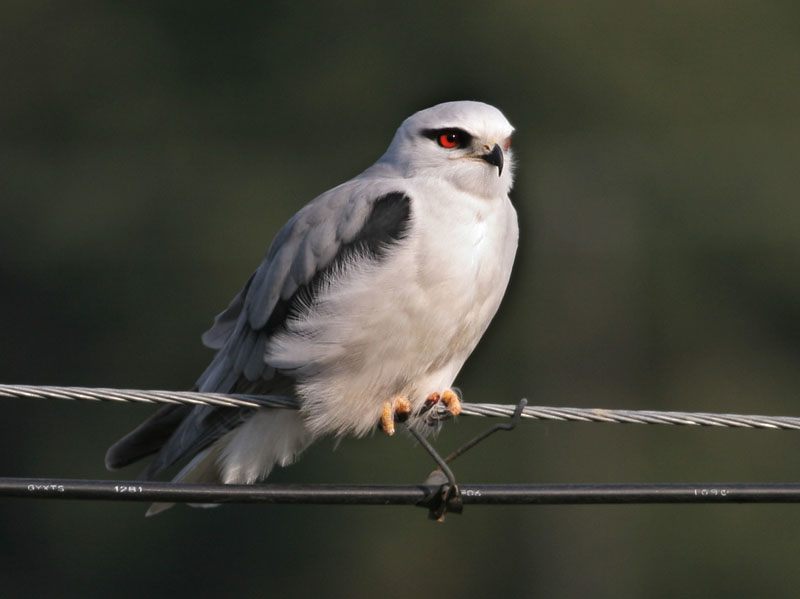 黑翅鸢 Black-winged Kite 摄影 福建摄手