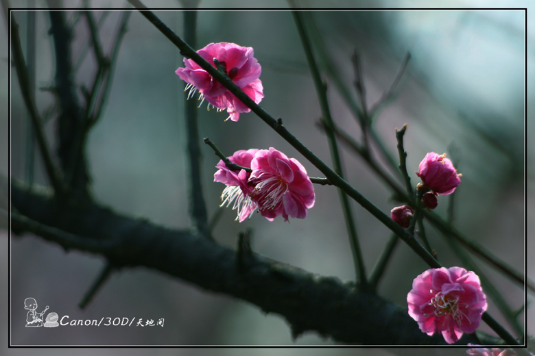 枝颓显花俏 摄影 天地间