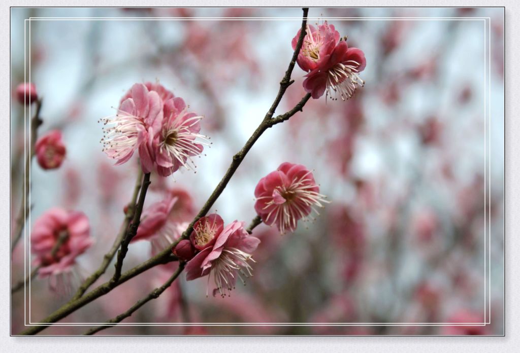 梅花香自苦寒来 摄影 小驴志走天