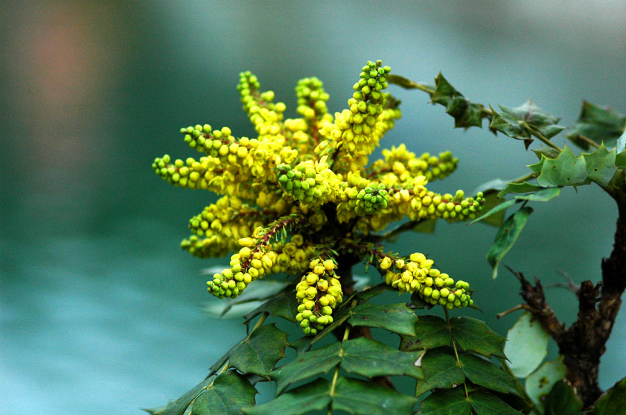 花蕊 摄影 清泉影月