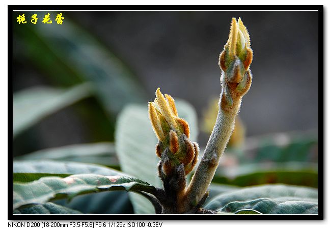 栀子花蕾 摄影 皖南茶客