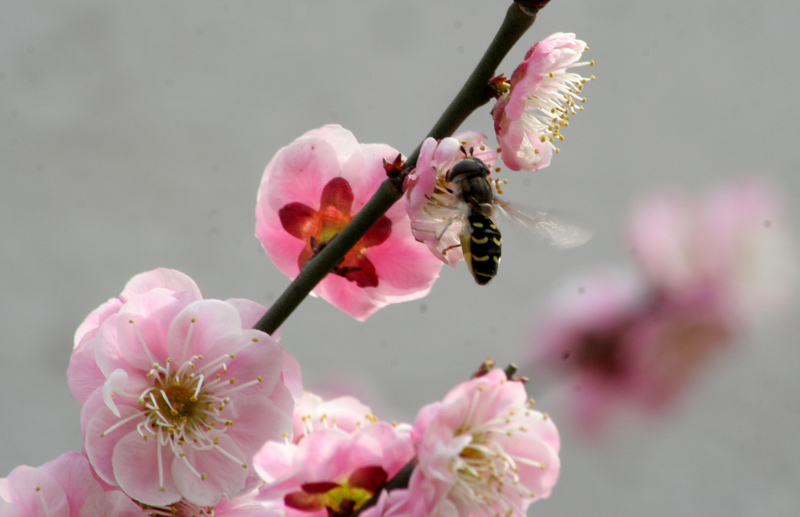 蜜蜂与梅花 摄影 A寅