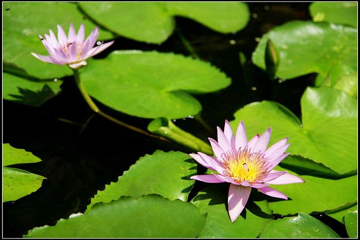 荷花 摄影 海边冲浪