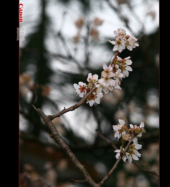 樱桃花开····（3） 摄影 轻轻淡妆