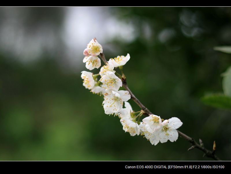 樱桃花开灿烂时 摄影 freemhli