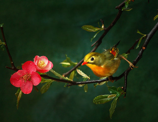 花鸟图 摄影 杭州老潘