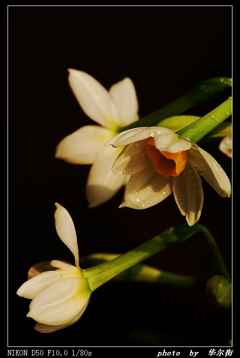 水仙花 摄影 华尔街