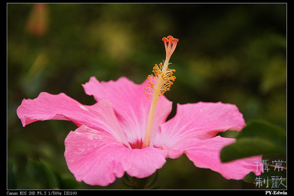 花 摄影 pyedwin