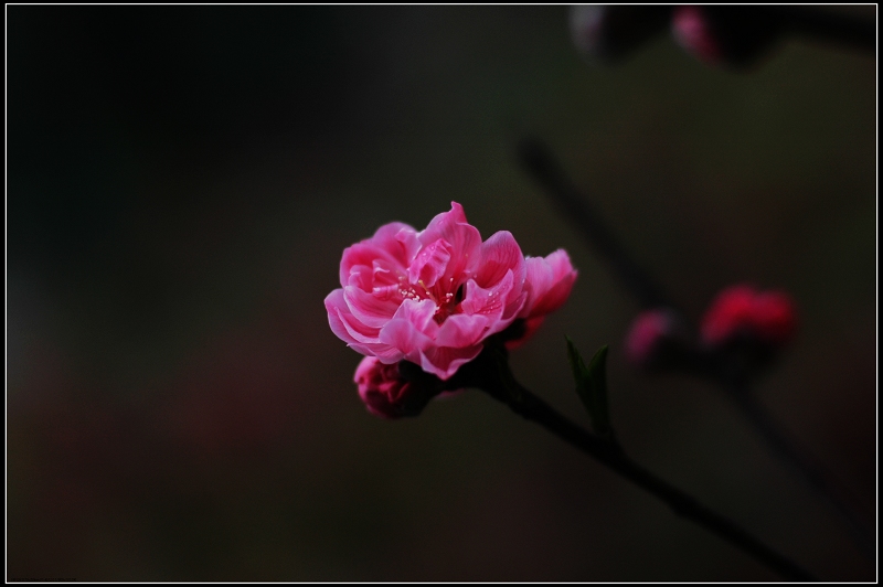 恋花香 摄影 卧龙居