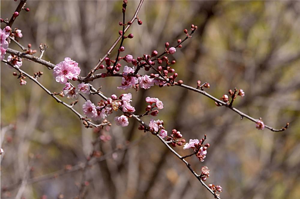 flower-635 摄影 fengsheng