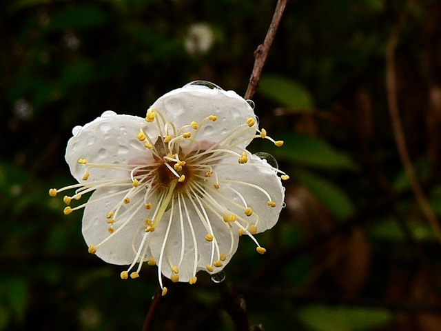 雨润梅花 摄影 含川