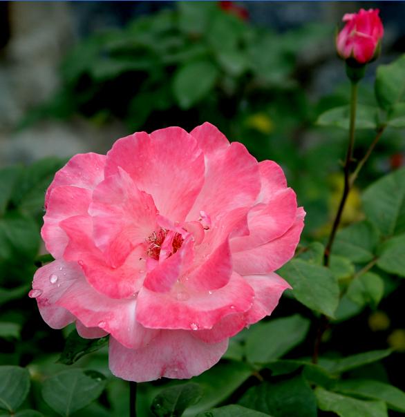 月季花 摄影 月季花