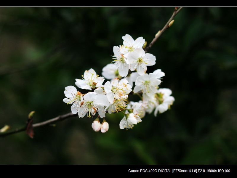 樱桃花开灿烂时 摄影 freemhli