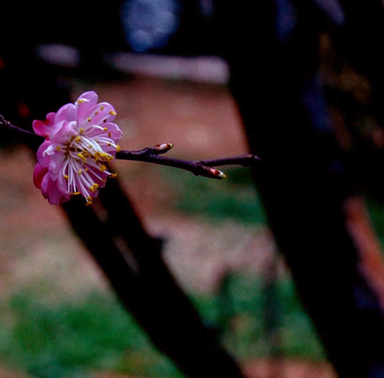 梅花 摄影 好之摄徒