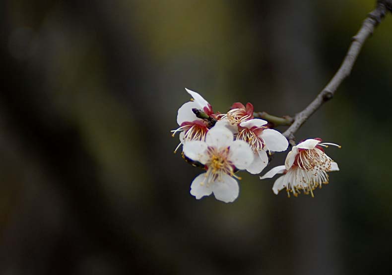 梅花 摄影 dawei517