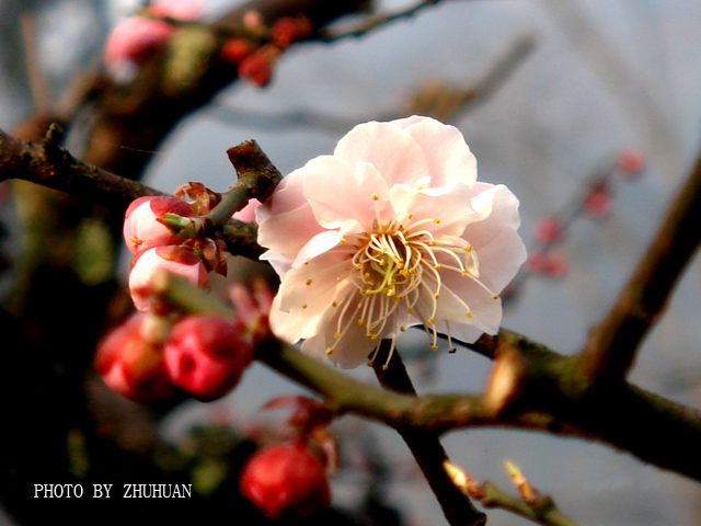 近距花习作 摄影 zhuhuan