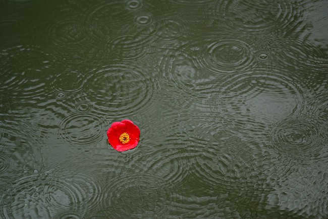 雨 落花 摄影 沙漫海