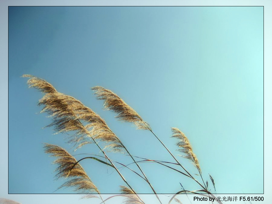 夕照芦苇 摄影 光光海洋