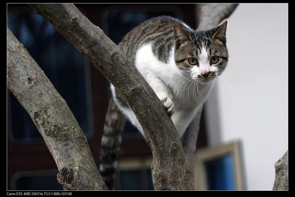 猫 摄影 流云飘渺