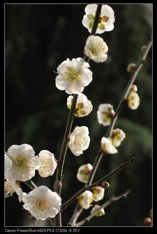 我家的梅花 摄影 ytln