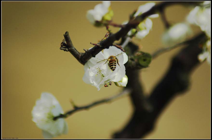 南京风光系列——梅花山 摄影 lingsu