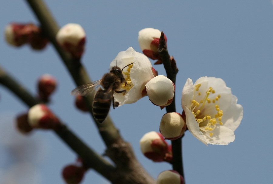 蜜蜂戏白梅 摄影 叶青春