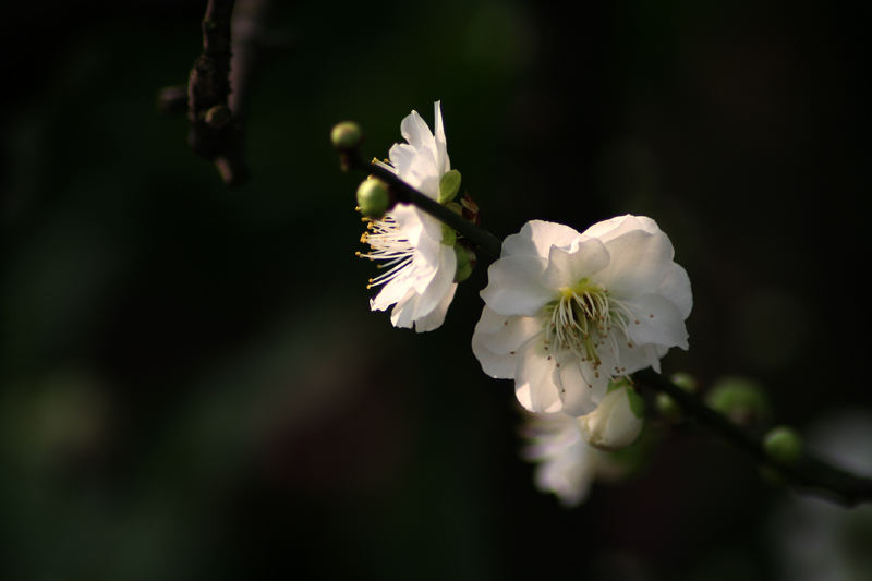 梅花 摄影 A寅