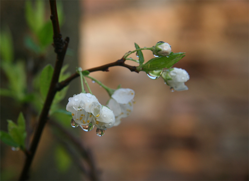 梨花一枝春带雨 摄影 suixin