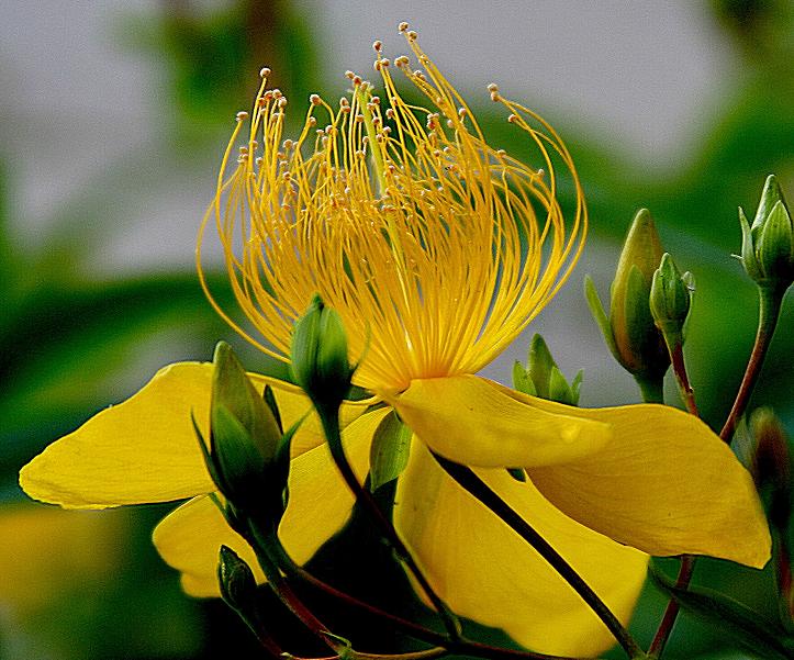 金丝桃花 摄影 梅花