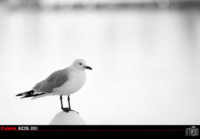 海鸥 摄影 映像从心