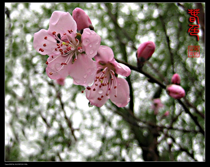 桃花无语 摄影 解语荼蘼