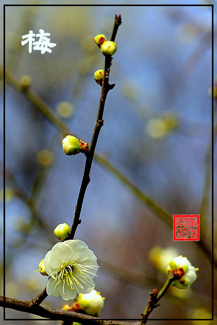 梅花 摄影 广陵闲人