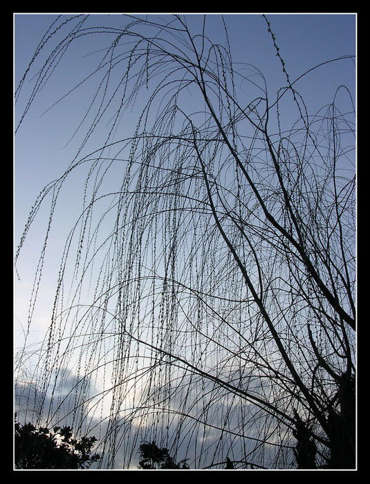 暮色垂柳 摄影 我的蓝天