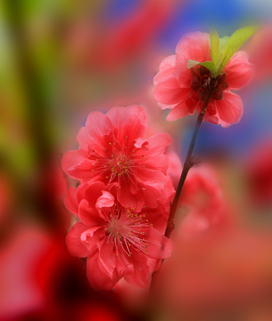 桃花 摄影 王王