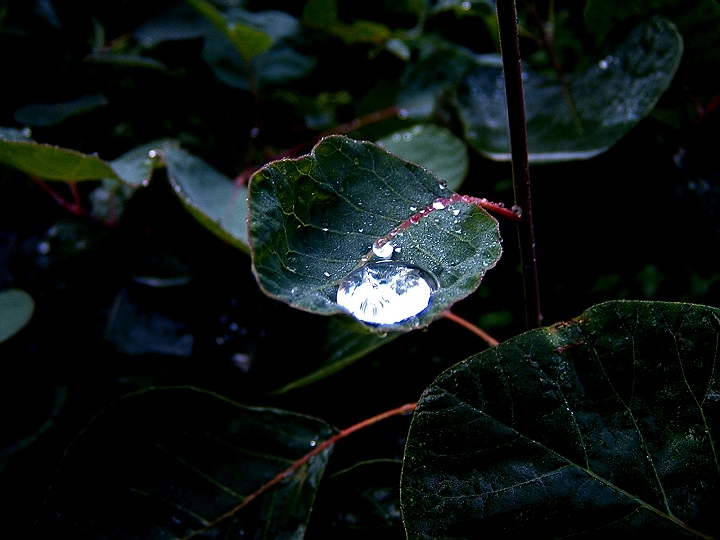 水滴的魅力 摄影 西蒙