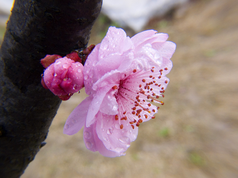 雨后的梅花更娇艳 摄影 oldsummer